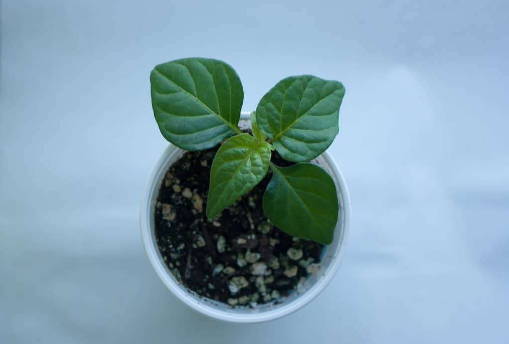 grow plant