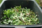 Composter