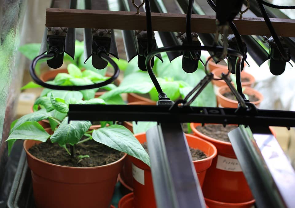 grow light
